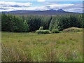 Large clearing in Kinloch Forest