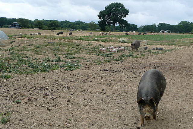 Pigs at Brinsbury
