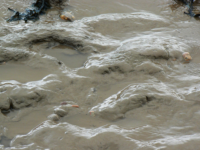 A closer look at Bristol Channel mud and seaweed, Clevedon
