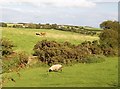 Pasture land north of Ty Hen