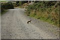 S6841 : Rabbit Crossing by kevin higgins