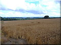 Farmland near Welham Hall