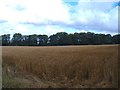 Farmland near High Farm