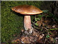 Mushroom, in the woods, near Becky Falls