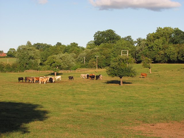 Cattle, Stoke Prior © Richard Webb cc-by-sa/2.0 :: Geograph Britain and ...