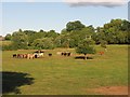 SO5156 : Cattle, Stoke Prior by Richard Webb