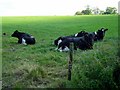 Cattle at Greenoge