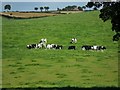 J1757 : Cattle at Bottier by Dean Molyneaux