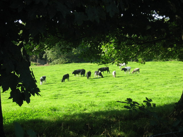 Cows at Johnstown, Co. Meath