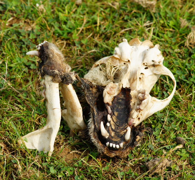 Fox's Skull Near Newchapel, Surrey (1)
