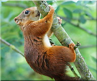 TQ3643 : Red Squirrel at the British Wildlife Centre, Newchapel, Surrey by Peter Trimming