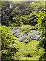 Glendurgan Garden