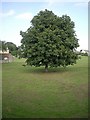 A tree near the beck in Aldbrough St John