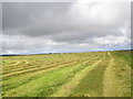 Freshly cut hayfield near Easter Greenland Farm