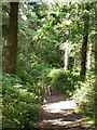 Bridleway, Whitsbury Wood