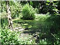 Pond Life, Yardley Wood Road