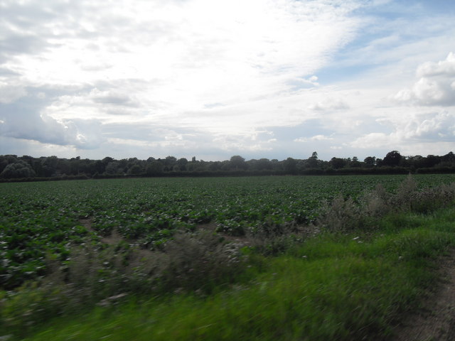 Fields near Hildersham