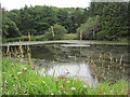 Pond near Woodfoot