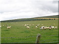 ND1656 : Sheep grazing Banniskirk Mains by John Ferguson
