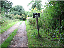 TG1600 : Access road to Church Farm, Hethel by Evelyn Simak