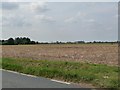 Stubble field