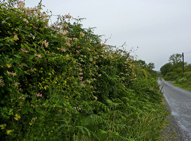 Roadside hedgerow