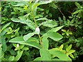 Cuckoo-spit, Hartham Chapel