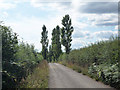 Poplar trees by road