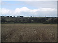 Arable field east of Exton