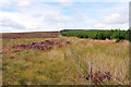 ND3146 : Moorland and forest boundary near Tannach by Steven Brown