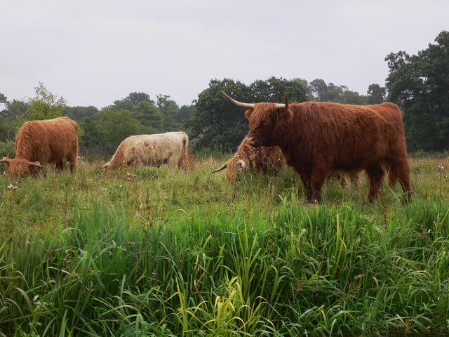 Cattle near Guildford