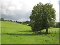 NY8465 : Pastures and woodland southwest of Haydon by Mike Quinn
