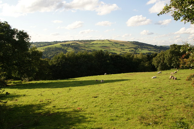 Sheep grazing above the Etherow Valley