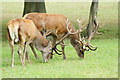 TQ3643 : Red Deer at the British Wildlife Centre, Newchapel, Surrey by Peter Trimming