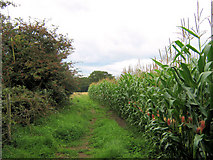 SJ7964 : Footpath by the Maize crop (2) by Jonathan Kington