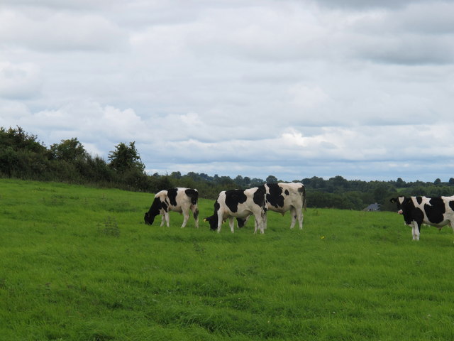 Bullocks south of Bohermore