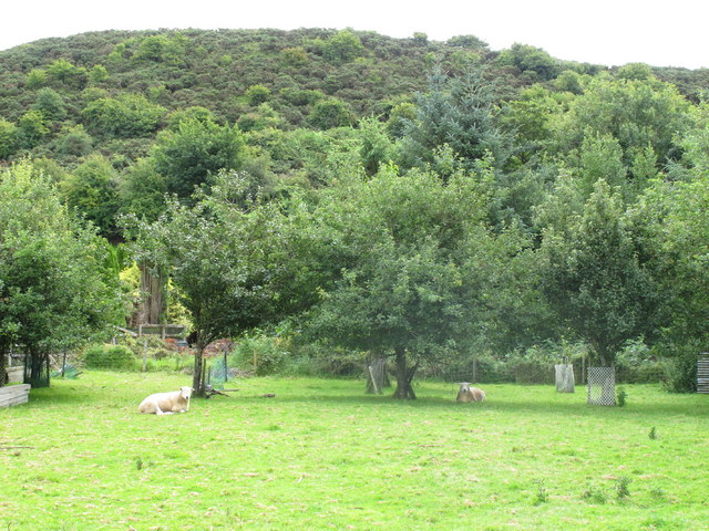 Sheep in orchard near Brufea