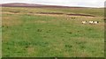 NT5453 : Grassland above the Trow Burn by Richard Webb