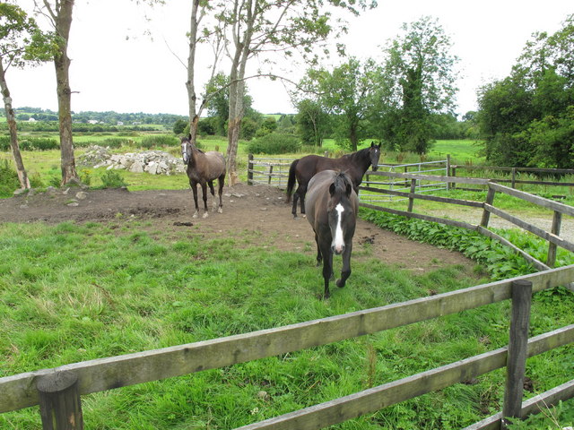 Horses near Caherelly