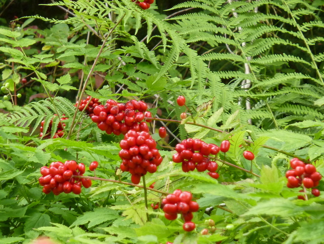 Roadside berries near Inshriach House