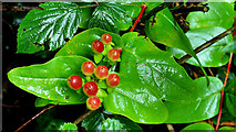 J4682 : Tutsan berries, Crawfordsburn (2) by Albert Bridge