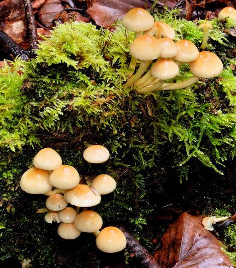 Fungus, Crawfordsburn (2010-1)