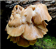 J4681 : Fungus, Crawfordsburn (2010-3) by Albert Bridge