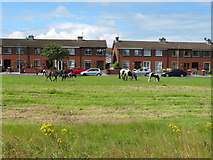 R5857 : Horses on King's Island, Limerick by David Hawgood