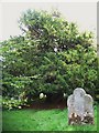NY7863 : St. Cuthbert's Church, Beltingham - old yew tree in graveyard (3) by Mike Quinn