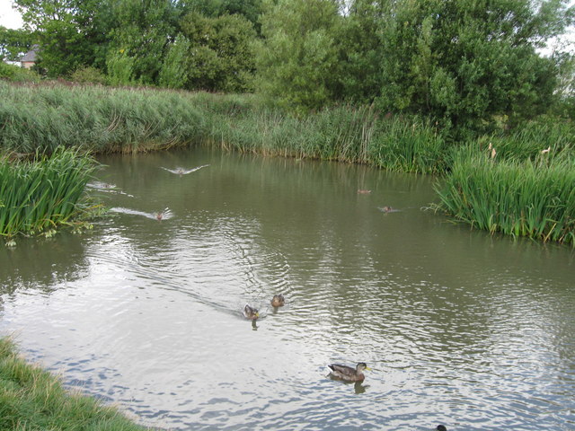 Duck pond in nature reserve adjacent... © Alex McGregor :: Geograph ...