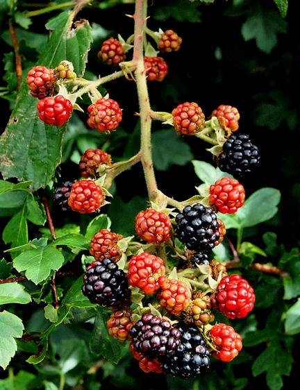 Blackberries near Lisburn
