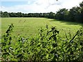 Green field, green hedgerows