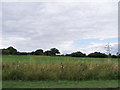 Field north of Nutbourne, West Sussex