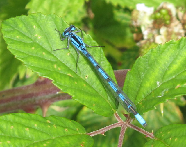 Common blue damselfly on brambles by Lough Gur